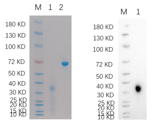 Reducing 4%-20% SDS-PAGE (CBB stained) and WB (Anti-His Mouse Monoclonal Antibody) analysis profiles of purified FST.
1. FST: 1 μg
2. BSA: 1 μg